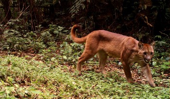 Em 2017, Instituto Felinos do Aguaí segue com parceria das Empresas Rio Deserto