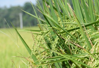 Unidade M.P.B. Setor Agronegócio é recomendada à manutenção da NBR ISO 9001