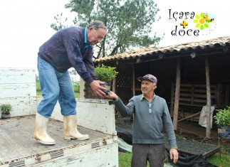 Projeto Içara Mais Doce: apicultores recebem mudas de eucalipto melífero doadas pelas Empresas Rio Deserto