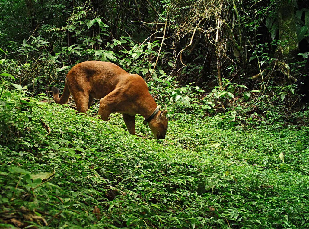 Relatório 2018 do Instituto Felinos do Aguaí é apresentado à Rio Deserto