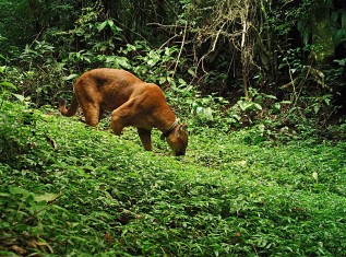 Relatório 2018 do Instituto Felinos do Aguaí é apresentado à Rio Deserto