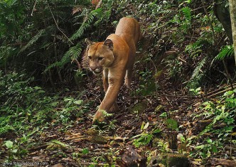 Principais ações e conquistas do Instituto Felinos do Aguaí são apresentadas à Rio Deserto