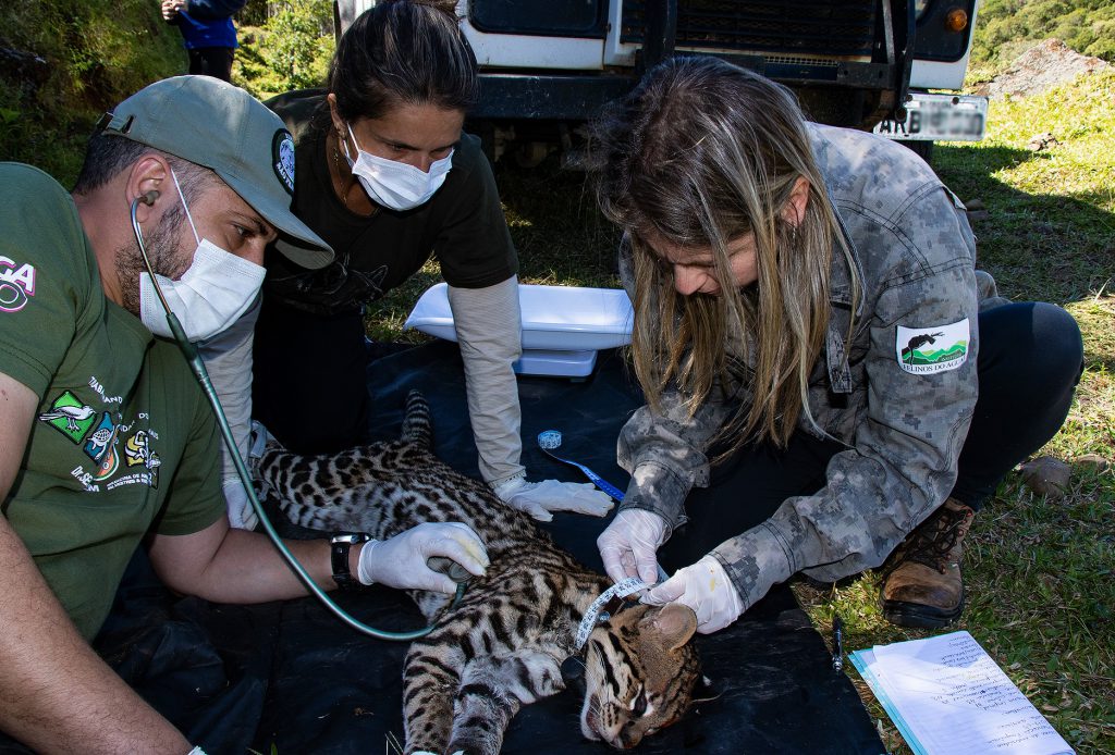 Instituto Felinos do Aguaí, que tem apoio da Rio Deserto, ganha destaque em prêmio internacional