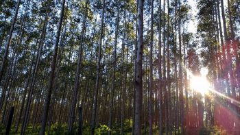 Semana do Meio Ambiente: as florestas plantadas e a preservação de matas nativas