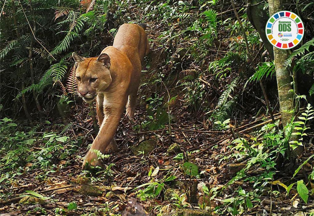 Campanha de Setembro ODS SC: ações da Rio Deserto que atendem aos objetivos 12 e 15