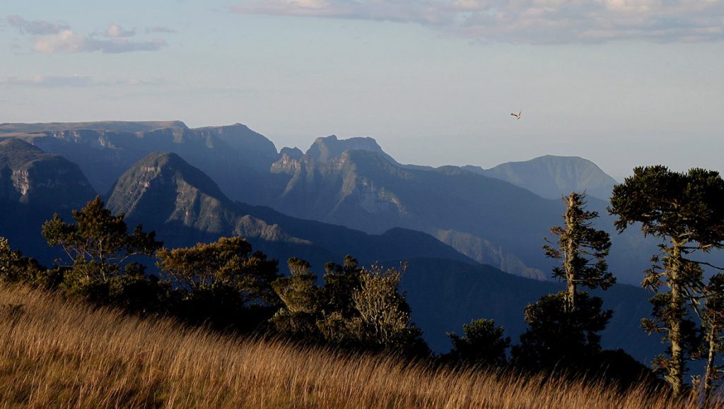 Projeto Felinos do Aguaí: relatório anual de atividades é apresentado à Rio Deserto