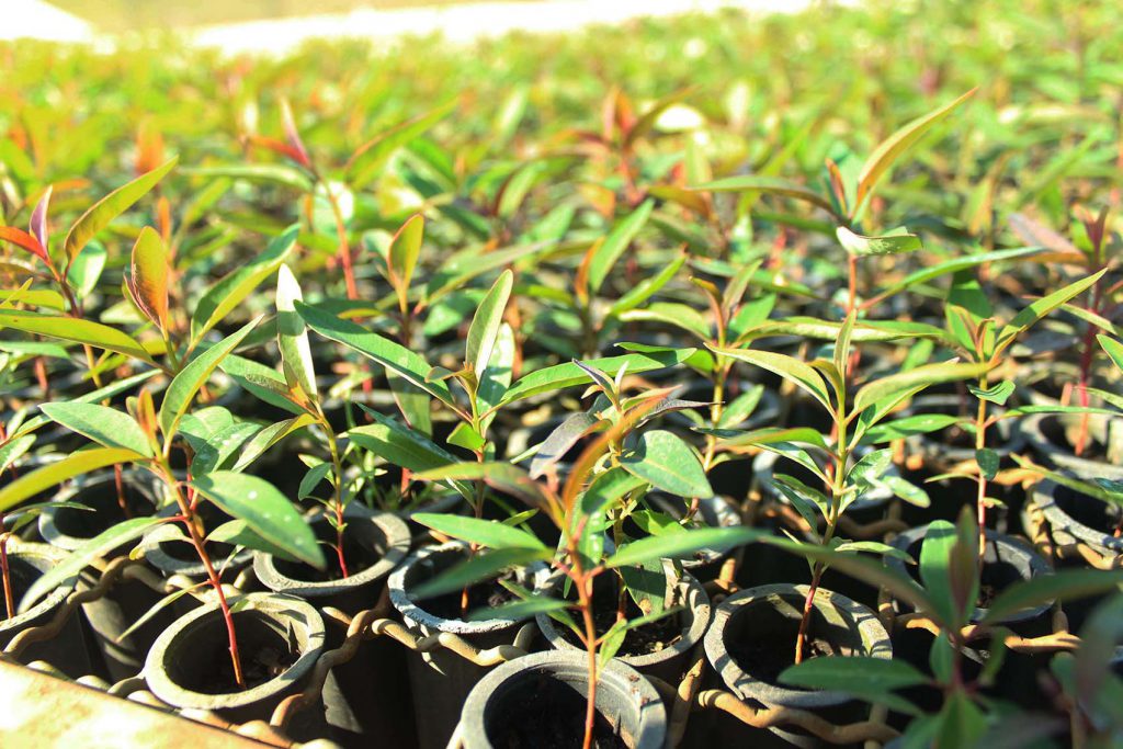 Projeto Içara Mais Doce: em 2020, mais de 40 mil mudas de eucalipto doadas