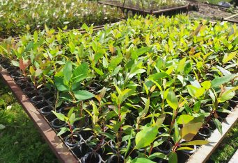 Quase 12 mil mudas de eucalipto melífero são distribuídas pela Rio Deserto aos apicultores de Içara