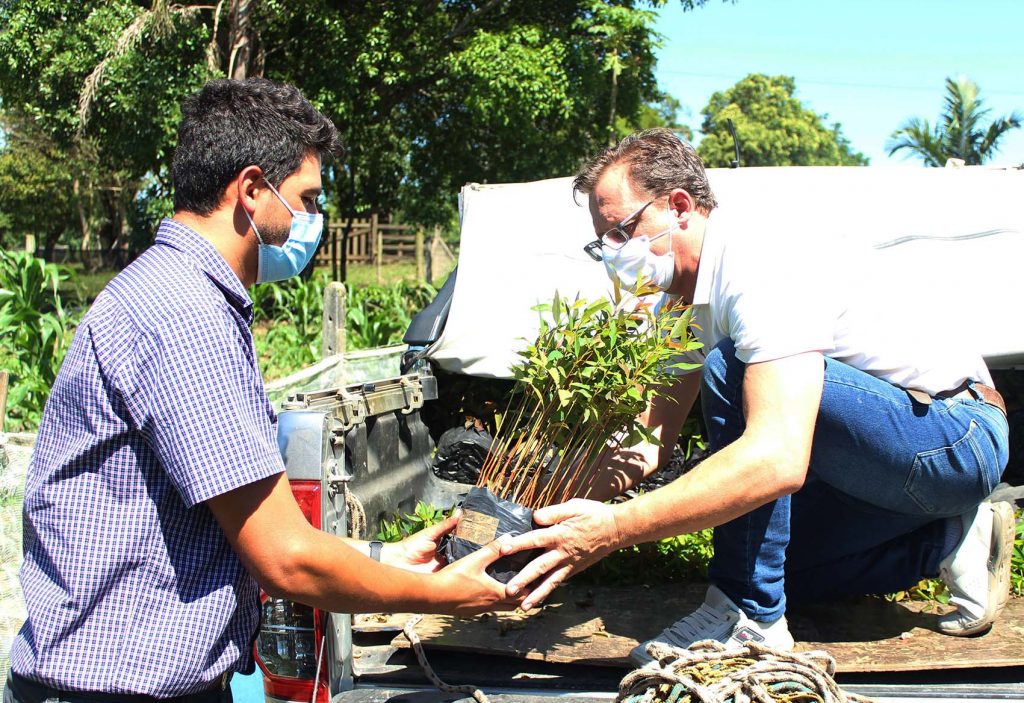 Em 2021, Rio Deserto doou quase 25 mil mudas de eucalipto melífero para apicultores de Içara
