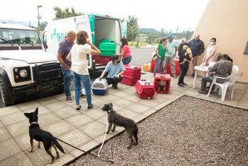 Felinos do Aguaí: Programa de Saúde Ecológica passa a compor escopo de ações