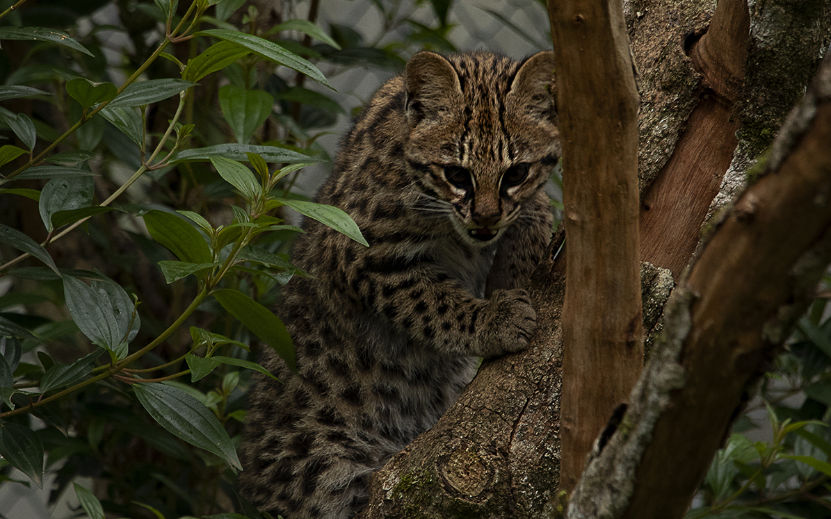 Instituto Felinos do Aguaí, apoiado pela Rio Deserto, conquista Prêmio Expressão de Ecologia
